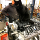Van’s shop cat guards the new LS3 engine.